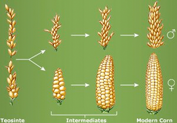 corn.png