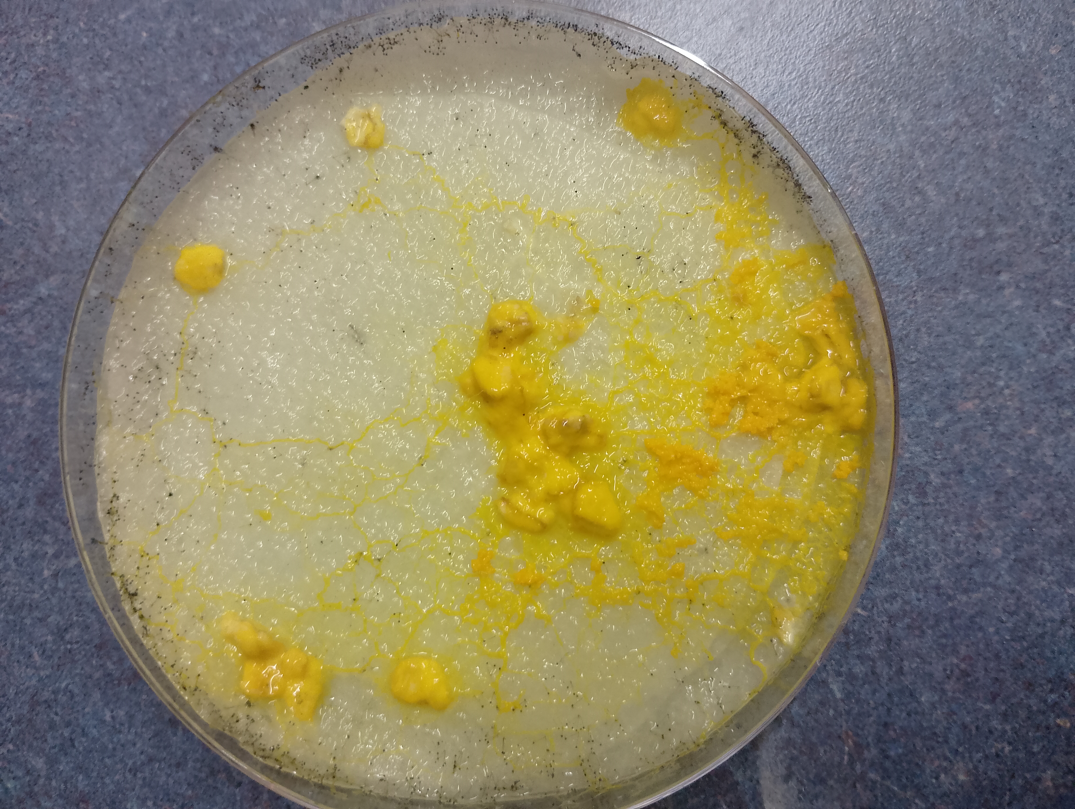 ../grown-slime-mold.jpg